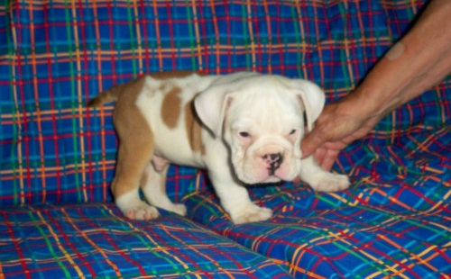 
Precio Bulldog...........<strong>   $35,000.00  A   $60,000.00    (dependiendo la calidad)</strong> <br><br>


100% pura raza, registrados todos los papeles en regla se envian a cualquier parte de la Republica.<br><br> 

<li>Contrato de compraventa<br><br></li>


<li>Seguro de vida gratuito por escrito de 5 años que cubre muerte en caso de cuestiones virales</li>
<br><br>

<li>Garantía de Pureza Racial<br><br></li>

<li>Certificado de registro inicial que extiende la Federación Canófila Mexicana donde los cachorros se entregan con tatuaje y microchip</li>

