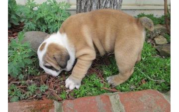 Cachorros bulldog Inglés