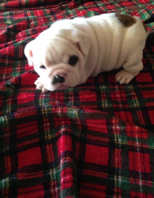 
Precio Bulldog...........<strong>   $35,000.00  A   $60,000.00    (dependiendo la calidad)</strong> <br><br>


100% pura raza, registrados todos los papeles en regla se envian a cualquier parte de la Republica.<br><br> 

<li>Contrato de compraventa<br><br></li>


<li>Seguro de vida gratuito por escrito de 5 años que cubre muerte en caso de cuestiones virales</li>
<br><br>

<li>Garantía de Pureza Racial<br><br></li>

<li>Certificado de registro inicial que extiende la Federación Canófila Mexicana donde los cachorros se entregan con tatuaje y microchip</li>

