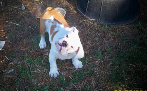 Cachorros bulldog Inglés