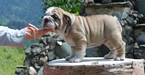 
Precio Bulldog...........<strong>   $35,000.00  A   $60,000.00    (dependiendo la calidad)</strong> <br><br>


100% pura raza, registrados todos los papeles en regla se envian a cualquier parte de la Republica.<br><br> 

<li>Contrato de compraventa<br><br></li>


<li>Seguro de vida gratuito por escrito de 5 años que cubre muerte en caso de cuestiones virales</li>
<br><br>

<li>Garantía de Pureza Racial<br><br></li>

<li>Certificado de registro inicial que extiende la Federación Canófila Mexicana donde los cachorros se entregan con tatuaje y microchip</li>

