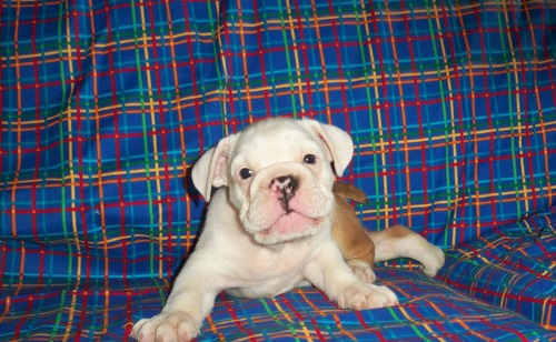 Cachorros bulldog Inglés