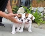 Cachorros bulldog Inglés