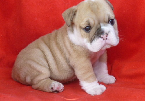 
Precio Bulldog...........<strong>   $35,000.00  A   $60,000.00    (dependiendo la calidad)</strong> <br><br>


100% pura raza, registrados todos los papeles en regla se envian a cualquier parte de la Republica.<br><br> 

<li>Contrato de compraventa<br><br></li>


<li>Seguro de vida gratuito por escrito de 5 años que cubre muerte en caso de cuestiones virales</li>
<br><br>

<li>Garantía de Pureza Racial<br><br></li>

<li>Certificado de registro inicial que extiende la Federación Canófila Mexicana donde los cachorros se entregan con tatuaje y microchip</li>

