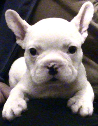 BULLDOG FRANCES CACHORRO