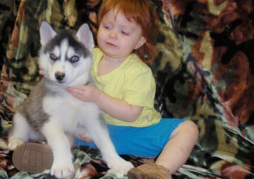 
Precio Siberian husky...........<strong>            $18,500.00  A  $22,000.00  (dependiendo del color)</strong> <br><br>


100% pura raza, registrados todos los papeles en regla se envian a cualquier parte de la Republica.<br><br> 

<li>Contrato de compraventa<br><br></li>


<li>Seguro de vida gratuito por escrito de 5 años que cubre muerte en caso de cuestiones virales</li>
<br><br>

<li>Garantía de Pureza Racial<br><br></li>

<li>Certificado de registro inicial que extiende la Federación Canófila Mexicana donde los cachorros se entregan con tatuaje y microchip</li>

