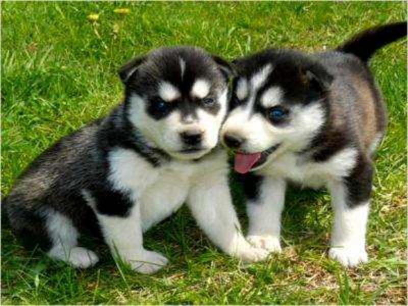 Los cachorros regalo lindo del husky siberiano para sus hijos