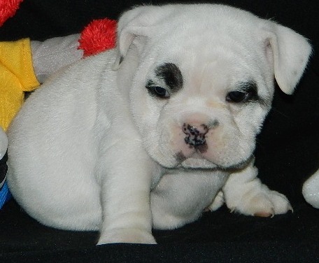 
Precio Bulldog...........<strong>   $35,000.00  A   $60,000.00    (dependiendo la calidad)</strong> <br><br>


100% pura raza, registrados todos los papeles en regla se envian a cualquier parte de la Republica.<br><br> 

<li>Contrato de compraventa<br><br></li>


<li>Seguro de vida gratuito por escrito de 5 años que cubre muerte en caso de cuestiones virales</li>
<br><br>

<li>Garantía de Pureza Racial<br><br></li>

<li>Certificado de registro inicial que extiende la Federación Canófila Mexicana donde los cachorros se entregan con tatuaje y microchip</li>

