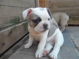 
Precio Bulldog...........<strong>   $35,000.00  A   $60,000.00    (dependiendo la calidad)</strong> <br><br>


100% pura raza, registrados todos los papeles en regla se envian a cualquier parte de la Republica.<br><br> 

<li>Contrato de compraventa<br><br></li>


<li>Seguro de vida gratuito por escrito de 5 años que cubre muerte en caso de cuestiones virales</li>
<br><br>

<li>Garantía de Pureza Racial<br><br></li>

<li>Certificado de registro inicial que extiende la Federación Canófila Mexicana donde los cachorros se entregan con tatuaje y microchip</li>

