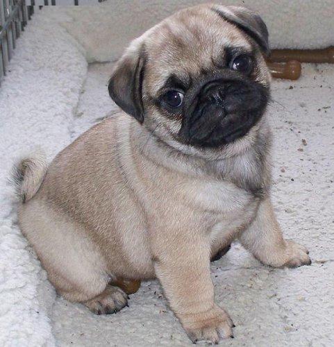 Pug cachorros adorables