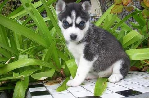 
Precio Siberian husky...........<strong>            $18,500.00  A  $22,000.00  (dependiendo del color)</strong> <br><br>


100% pura raza, registrados todos los papeles en regla se envian a cualquier parte de la Republica.<br><br> 

<li>Contrato de compraventa<br><br></li>


<li>Seguro de vida gratuito por escrito de 5 años que cubre muerte en caso de cuestiones virales</li>
<br><br>

<li>Garantía de Pureza Racial<br><br></li>

<li>Certificado de registro inicial que extiende la Federación Canófila Mexicana donde los cachorros se entregan con tatuaje y microchip</li>

