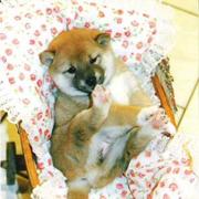 cachorros de Akita inu de pedigrí