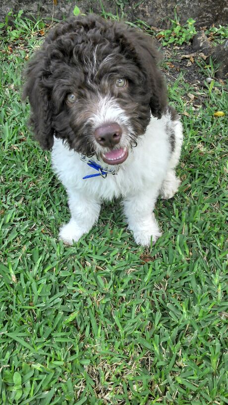 Venta de perro de agua español