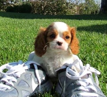  Cavalier King Charles Spaniel cachorros