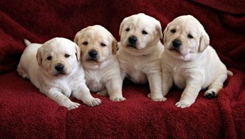 
Precio Labrador Retriever...........<strong>$16,500.00  A   $20,000.00    (dependiendo del color)</strong> <br><br>


100% pura raza, registrados todos los papeles en regla se envian a cualquier parte de la Republica.<br><br> 

<li>Contrato de compraventa<br><br></li>


<li>Seguro de vida gratuito por escrito de 5 años que cubre muerte en caso de cuestiones virales</li>
<br><br>

<li>Garantía de Pureza Racial<br><br></li>

<li>Certificado de registro inicial que extiende la Federación Canófila Mexicana donde los cachorros se entregan con tatuaje y microchip</li>

