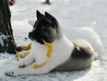 Perrera ofrece cachorros Akitas amantes de las mascotas