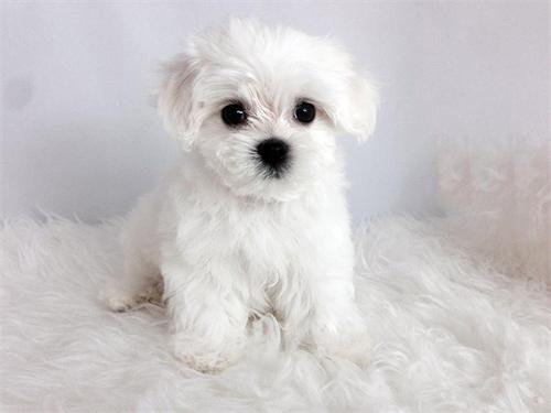 Teacup Maltese disponible!