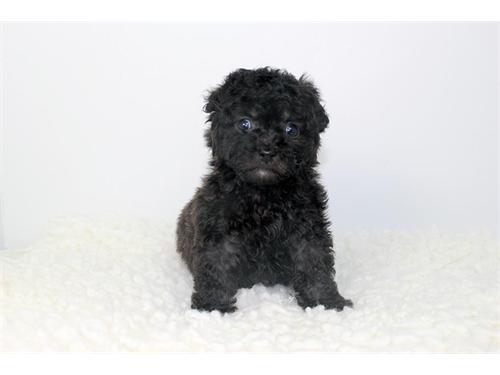 JAGUAR Teacup Maltipoo