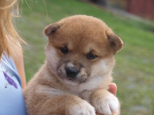  Shiba inu de excelente Shiba inu de excelente Lindos cachorros de shiba inu. vacunados, desparasitados y con chip se pueden ver los padres, posibilidad de pedigree. que vienen junto con todos los documentos