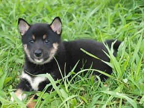  cachorros Shiba Inu. contacto para más detalles si los interesados