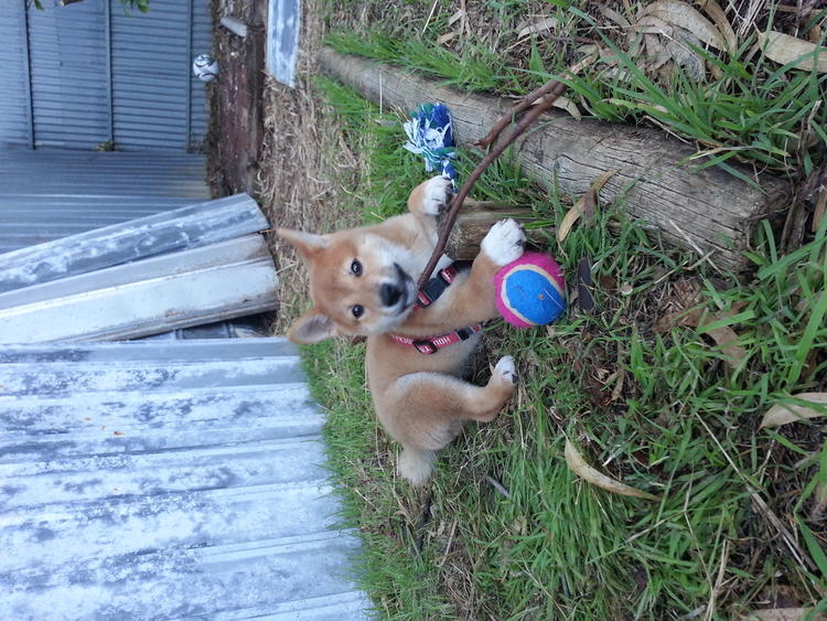 Shiba Inu cachorros en ventaShiba Inu cachorros en ventaShiba Inu cachorros  para venta