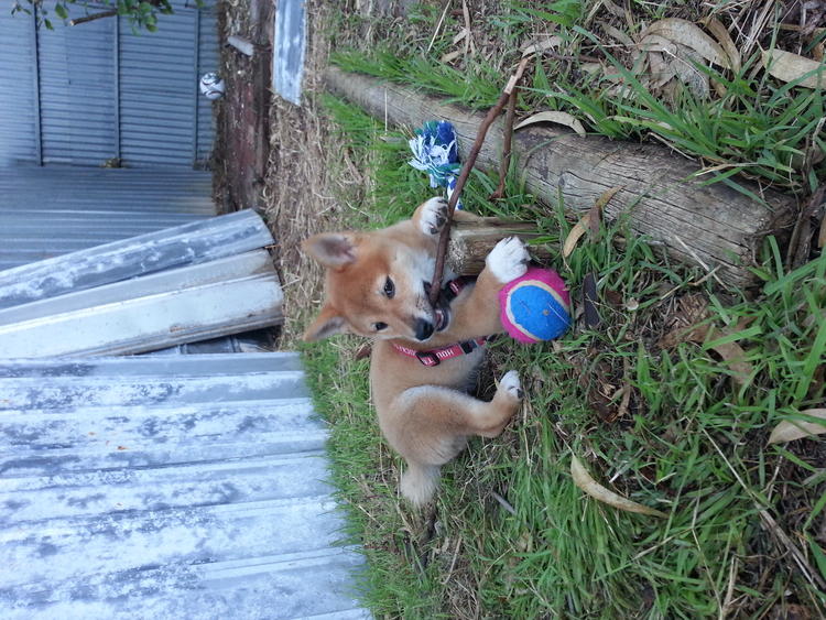 INTELIGENTE fuertes Shiba Inu cachorros por favor más información ahora