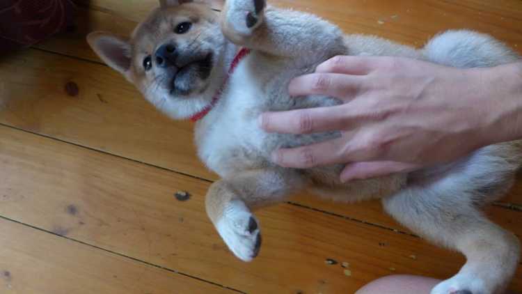 Hermosa y cariñosa Shiba Inu cachorros para regalo.