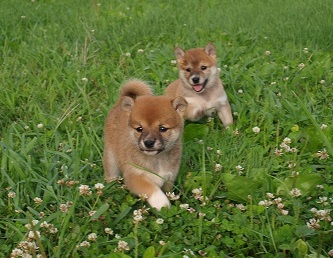 Ternura Shiba Inu cachorros para regalo ahora. 