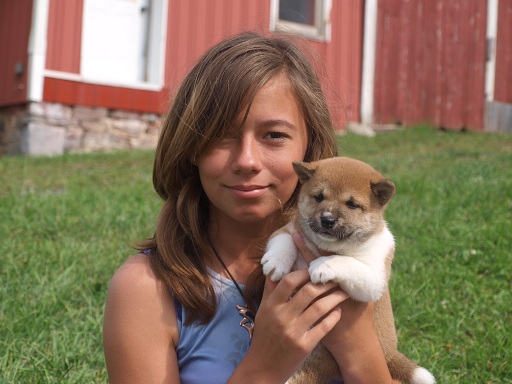 shiba inu cachorro Un shiba inu cachorro un hombre de Shiba Inu cachorro! . este cachorro se socialice y seguirá su atención justo en el primer vistazo. que le vaya bien con otros animales domésticos y niños. le gusta jugar en 