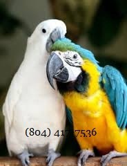 Hombre Azul y oro guacamayos Con Cockertoo y Cage
<br>
<br>
<br>En busca de un buen hogar para mis pájaros Macaw. Las aves son aproximadamente 4 años de edad. Son muy buenos conversadores y no le importa que se celebra. Es bueno con otros animales y puedo dar fe de ello ya que tengo otros 3 pájaros, 2 grandes perros y un gato. Tengo una gran jaula extra que viene como parte de la compra. Pequeña cuota para los pájaros. También estoy dispuesto a negociar sobre el precio.