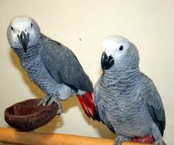 Congo loros grises africanos
<br>
<br>
<br>Loro del gris africano de Congo para la venta. Habla mucho puede, contar del 1 al 5, dice hola, adiós, dame un beso, Te amo, lo hace el timbre del teléfono, viene con gran jaula que tiene una tapa de juego, 2 años y medio de edad. Loro renglón cerrado, mansos y están en condiciones de plumas perfecto.