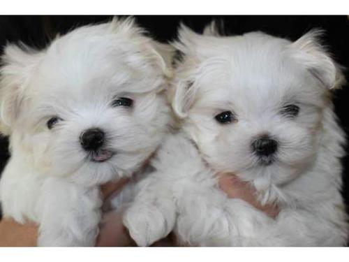 Camada de Bichon Maltes, machos y hembras de excelente calidad, se entregan con dos meses de edad.
<br>Vacunados y desparasitados, con cartilla oficial veterinaria, los padres estan en casa, criados en ambiente familiar, sociables y con un excelente caracter.