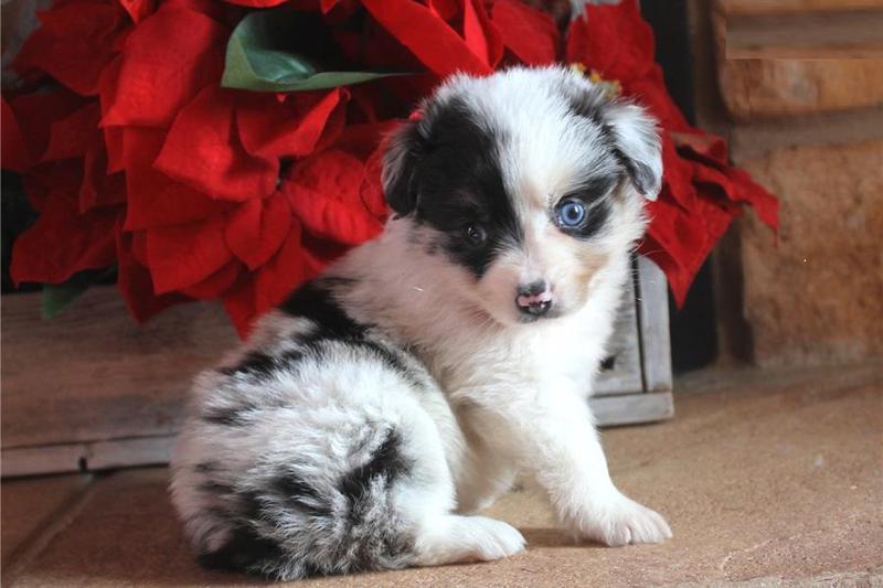 Precio Australian shepherd...........<strong>   $20,000.00  </strong> <br><br>


100% pura raza, registrados todos los papeles en regla se envian a cualquier parte de la Republica.<br><br> 

<li>Contrato de compraventa<br><br></li>


<li>Seguro de vida gratuito por escrito de 5 años que cubre muerte en caso de cuestiones virales</li>
<br><br>

<li>Garantía de Pureza Racial<br><br></li>

<li>Certificado de registro inicial que extiende la Federación Canófila Mexicana donde los cachorros se entregan con tatuaje y microchip</li>