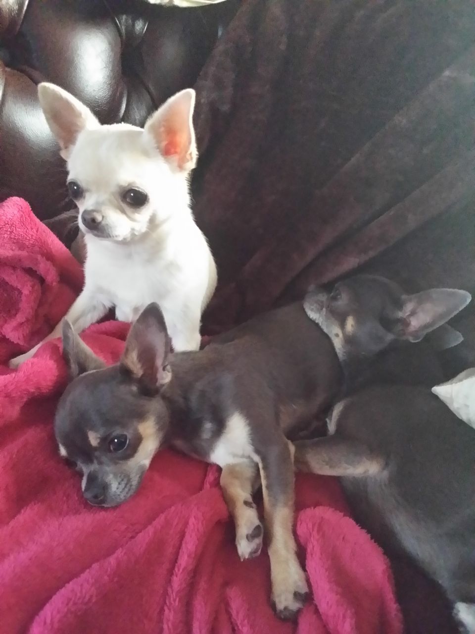 Chihuahuas