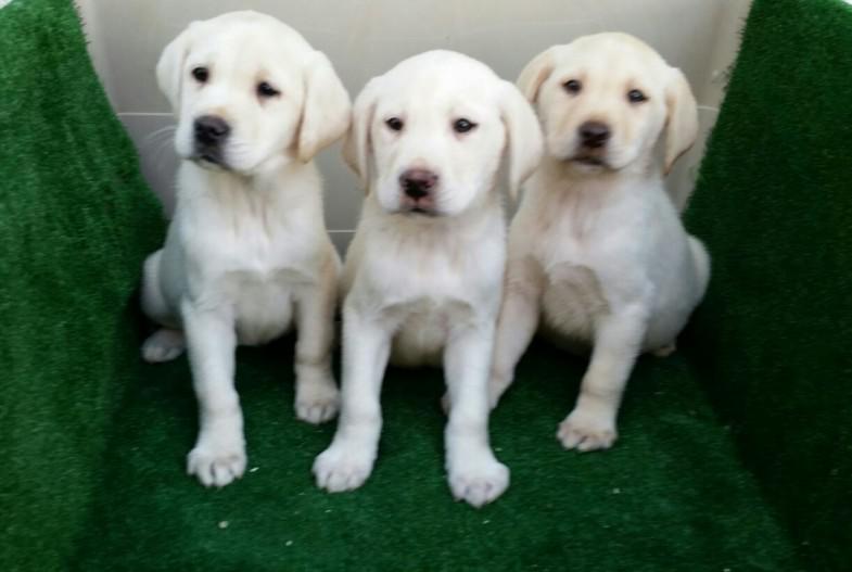 
Precio Labrador Retriever...........<strong>$16,500.00  A   $20,000.00    (dependiendo del color)</strong> <br><br>


100% pura raza, registrados todos los papeles en regla se envian a cualquier parte de la Republica.<br><br> 

<li>Contrato de compraventa<br><br></li>


<li>Seguro de vida gratuito por escrito de 5 años que cubre muerte en caso de cuestiones virales</li>
<br><br>

<li>Garantía de Pureza Racial<br><br></li>

<li>Certificado de registro inicial que extiende la Federación Canófila Mexicana donde los cachorros se entregan con tatuaje y microchip</li>

