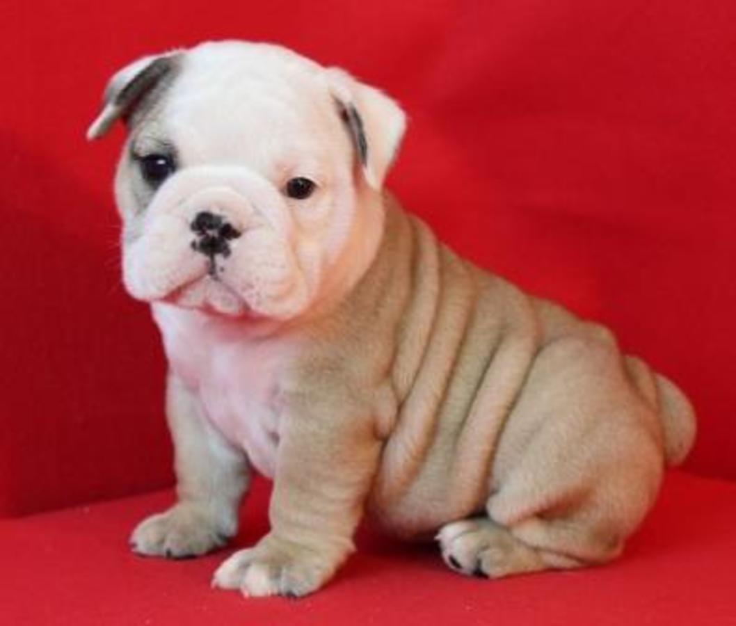  CACHORROS DE BULLDOG INGLESES ADOPCIÓN DISPONIBLE