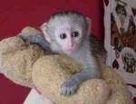 Monos capuchinos disponibles
<br>
<br>
<br> Monos capuchinos masculinos y femeninos disponibles ahora.
<br>
<br> Son muy dulce y cariñosa. Amigable con los niños y otros animales domésticos. Vienen con jaula de viaje, juguetes, comida. Ellos son vacunados y se viene con todos los papeles. Póngase en contacto para obtener más información y fotos actuales.