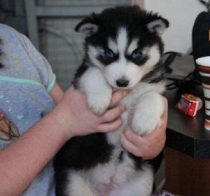 
Precio Siberian husky...........<strong>            $18,500.00  A  $22,000.00  (dependiendo del color)</strong> <br><br>


100% pura raza, registrados todos los papeles en regla se envian a cualquier parte de la Republica.<br><br> 

<li>Contrato de compraventa<br><br></li>


<li>Seguro de vida gratuito por escrito de 5 años que cubre muerte en caso de cuestiones virales</li>
<br><br>

<li>Garantía de Pureza Racial<br><br></li>

<li>Certificado de registro inicial que extiende la Federación Canófila Mexicana donde los cachorros se entregan con tatuaje y microchip</li>

