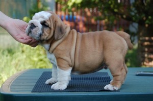 
Precio Bulldog...........<strong>   $35,000.00  A   $60,000.00    (dependiendo la calidad)</strong> <br><br>


100% pura raza, registrados todos los papeles en regla se envian a cualquier parte de la Republica.<br><br> 

<li>Contrato de compraventa<br><br></li>


<li>Seguro de vida gratuito por escrito de 5 años que cubre muerte en caso de cuestiones virales</li>
<br><br>

<li>Garantía de Pureza Racial<br><br></li>

<li>Certificado de registro inicial que extiende la Federación Canófila Mexicana donde los cachorros se entregan con tatuaje y microchip</li>

