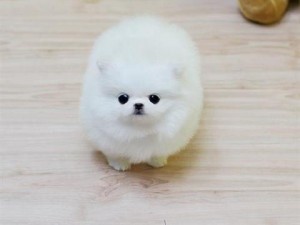 
Precio Bichon Habanero...........<strong> $20,000.00</strong> <br><br>


100% pura raza, registrados todos los papeles en regla se envian a cualquier parte de la Republica.<br><br> 

<li>Contrato de compraventa<br><br></li>


<li>Seguro de vida gratuito por escrito de 5 años que cubre muerte en caso de cuestiones virales</li>
<br><br>

<li>Garantía de Pureza Racial<br><br></li>

<li>Certificado de registro inicial que extiende la Federación Canófila Mexicana donde los cachorros se entregan con tatuaje y microchip</li>

