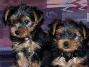 
Precio Yorkshire Terrier...........<strong>$18,000.00   A   $25,000.00  (dependiendo del tamaño, sexo, color y calidad)</strong> <br><br>


100% pura raza, registrados todos los papeles en regla se envian a cualquier parte de la Republica.<br><br> 

<li>Contrato de compraventa<br><br></li>


<li>Seguro de vida gratuito por escrito de 5 años que cubre muerte en caso de cuestiones virales</li>
<br><br>

<li>Garantía de Pureza Racial<br><br></li>

<li>Certificado de registro inicial que extiende la Federación Canófila Mexicana donde los cachorros se entregan con tatuaje y microchip</li>

