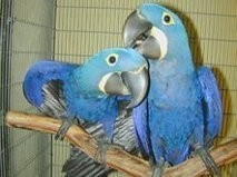 Macaw del jacinto loros para la venta
<br>
<br>
<br>Guacamayo jacinto loros para la venta. Muy bien socializado. Veterinario comprobado y microchip. Salud y certificados médicos de nuestro veterinario. ADN sexuado sin relación hombre / mujer. Grandes conversadores. Ellos silban, cantar y responder a comandos de voz.