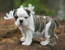 
Precio Bulldog...........<strong>   $35,000.00  A   $60,000.00    (dependiendo la calidad)</strong> <br><br>


100% pura raza, registrados todos los papeles en regla se envian a cualquier parte de la Republica.<br><br> 

<li>Contrato de compraventa<br><br></li>


<li>Seguro de vida gratuito por escrito de 5 años que cubre muerte en caso de cuestiones virales</li>
<br><br>

<li>Garantía de Pureza Racial<br><br></li>

<li>Certificado de registro inicial que extiende la Federación Canófila Mexicana donde los cachorros se entregan con tatuaje y microchip</li>

