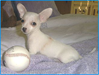 
Precio Chihuahua...........<strong>     $16,500.00  A   $20,000.00    (dependiendo del tamaño y color)</strong> <br><br>


100% pura raza, registrados todos los papeles en regla se envian a cualquier parte de la Republica.<br><br> 

<li>Contrato de compraventa<br><br></li>


<li>Seguro de vida gratuito por escrito de 5 años que cubre muerte en caso de cuestiones virales</li>
<br><br>

<li>Garantía de Pureza Racial<br><br></li>

<li>Certificado de registro inicial que extiende la Federación Canófila Mexicana donde los cachorros se entregan con tatuaje y microchip</li>

