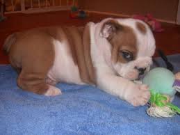  2 preciosos cachorros bulldog ingles