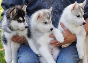 
Precio Siberian husky...........<strong>            $18,500.00  A  $22,000.00  (dependiendo del color)</strong> <br><br>


100% pura raza, registrados todos los papeles en regla se envian a cualquier parte de la Republica.<br><br> 

<li>Contrato de compraventa<br><br></li>


<li>Seguro de vida gratuito por escrito de 5 años que cubre muerte en caso de cuestiones virales</li>
<br><br>

<li>Garantía de Pureza Racial<br><br></li>

<li>Certificado de registro inicial que extiende la Federación Canófila Mexicana donde los cachorros se entregan con tatuaje y microchip</li>

