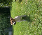 Vendo precioso cachorro macho Jack Russell Terrier. Tres meses con todas las vacunas. Desparasitado. 