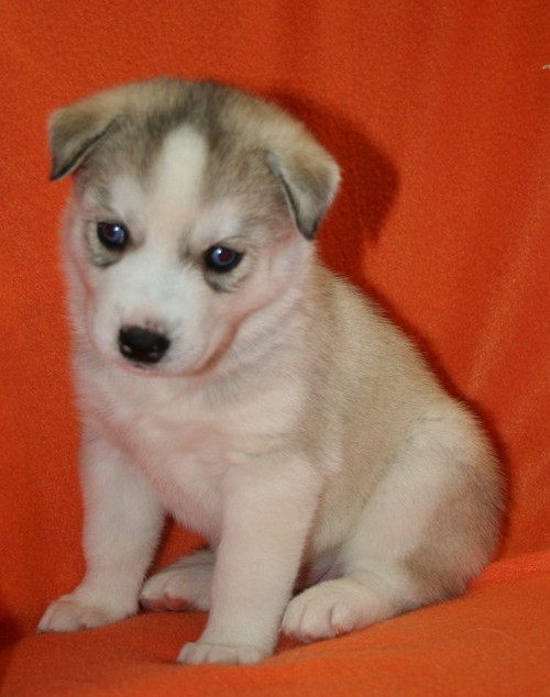 
Precio Siberian husky...........<strong>            $18,500.00  A  $22,000.00  (dependiendo del color)</strong> <br><br>


100% pura raza, registrados todos los papeles en regla se envian a cualquier parte de la Republica.<br><br> 

<li>Contrato de compraventa<br><br></li>


<li>Seguro de vida gratuito por escrito de 5 años que cubre muerte en caso de cuestiones virales</li>
<br><br>

<li>Garantía de Pureza Racial<br><br></li>

<li>Certificado de registro inicial que extiende la Federación Canófila Mexicana donde los cachorros se entregan con tatuaje y microchip</li>

