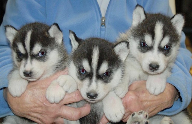 
Precio Siberian husky...........<strong>            $18,500.00  A  $22,000.00  (dependiendo del color)</strong> <br><br>


100% pura raza, registrados todos los papeles en regla se envian a cualquier parte de la Republica.<br><br> 

<li>Contrato de compraventa<br><br></li>


<li>Seguro de vida gratuito por escrito de 5 años que cubre muerte en caso de cuestiones virales</li>
<br><br>

<li>Garantía de Pureza Racial<br><br></li>

<li>Certificado de registro inicial que extiende la Federación Canófila Mexicana donde los cachorros se entregan con tatuaje y microchip</li>

