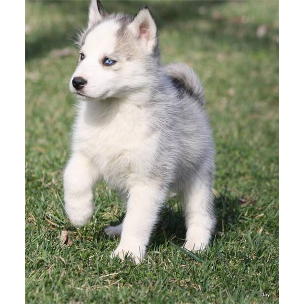 
Precio Siberian husky...........<strong>            $18,500.00  A  $22,000.00  (dependiendo del color)</strong> <br><br>


100% pura raza, registrados todos los papeles en regla se envian a cualquier parte de la Republica.<br><br> 

<li>Contrato de compraventa<br><br></li>


<li>Seguro de vida gratuito por escrito de 5 años que cubre muerte en caso de cuestiones virales</li>
<br><br>

<li>Garantía de Pureza Racial<br><br></li>

<li>Certificado de registro inicial que extiende la Federación Canófila Mexicana donde los cachorros se entregan con tatuaje y microchip</li>

